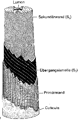 [Schemazeichnung: Aufbau des Baumwollhaares]