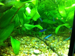 Schwarmfisch Blauer Neon
