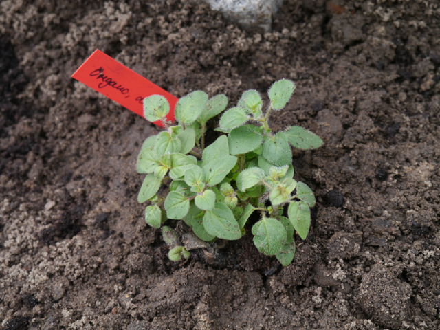 Aromatischer Oregano