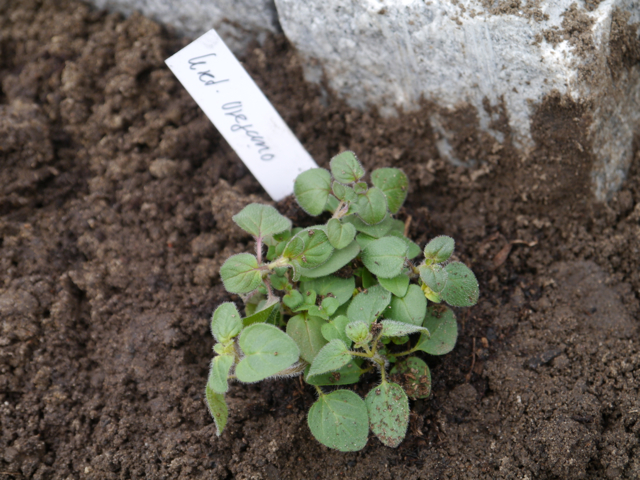 Kretischer Oregano